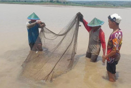 Berkah Air Waduk Surut, Petani di Madiun Panen Ikan 35 Kilogram Per Hari