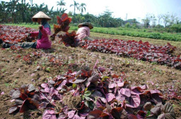 Berkah Musim Kemarau, Harga Bayam Merah di Jombang Tembus Rp 40 Ribu per Kilogram