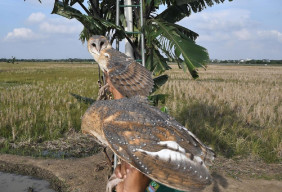 Tekan Hama Tikus di Sawah, Petani Lumajang Pakai Solusi Burung Hantu