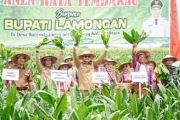 Kabupaten Lamongan Panen Raya Tembakau di Tengah Kemarau Basah