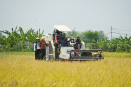 Wali Kota Mojokerto Turun Sawah Gunakan Combine Harvester