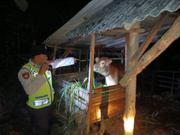 4 Sapi Milik Warga Blitar Hilang dari Kandang, Ditemukan di Tempat Berbeda-beda