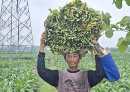 Petani di Tuban Gigit Jari, Harga Tembakau Anjlok Gara Kemarau Basah
