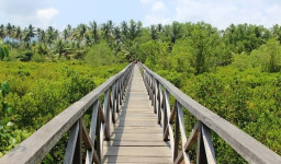 Pesona Hutan Mangrove Pancer Cengkrong, Wisata Alam Pesisir Bernilai Edukatif Tinggi