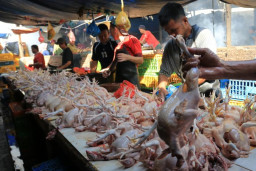 BPS Catat Inflasi Bulanan Kota Malang Dipicu Daging Ayam Ras hingga Emas 