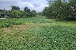 Warga Jombang Was-was Banjir, Kali Marmoyo Dipenuhi Tanaman Air