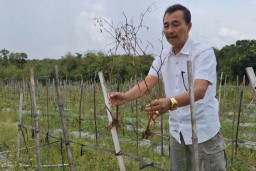 Petani Cabai di Ngawi Rugi Besar, Harga Anjlok Diterjang Hujan Deras