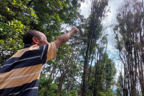 Terserang Wabah BPKC, Petani Merugi Pohon Cengkeh di Madiun Banyak yang Mati
