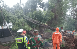 Pohon Tumbang Tutup Jalur Prigen–Pandaan, BPBD Pasuruan Gerak Cepat Evakuasi