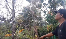 Terancam Gagal Panen, Ratusan Hektare Cengkeh di Madiun Diserang Virus Mematikan