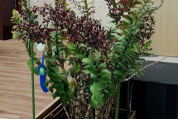 Kombinasi Langka dan Unik, Anggrek ‘Black Mamba’ Tembus Ratusan Juta