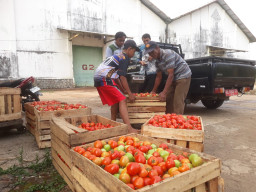 Janji Molor, Petani Kare Ancam Bawa Berton-ton Tomat ke Pendopo