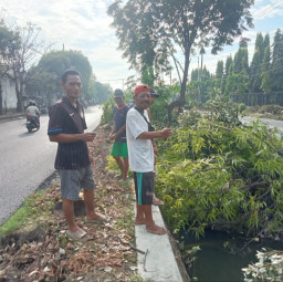 Petani Prasung Sidoarjo Ngamuk Imbas Eksekusi Pohon Dibuang di Pinggir Kali Irigasi