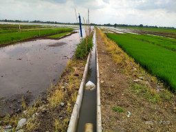 Tingkatkan Produktivitas Pertanian, Pemdes Kedinding Bangun Saluran Irigasi