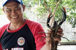 Harga Ikan Anjlok, Budidaya Lobster Air Tawar Jadi Alternatif Unggulan di Tulungagung
