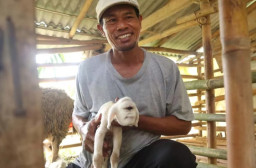 Anak Kambing Bermata Satu Lahir Gegerkan Warga di Banyuwangi