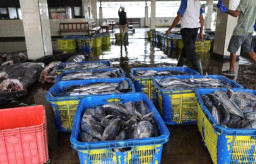 Baca juga : Dinas Perikanan: Per 2025, Tangkapan Ikan di Kota Malang Lampaui Target 24,4 Ribu Ton