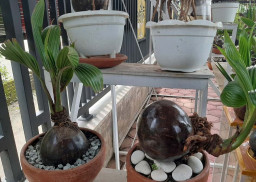 Menilik Suksesnya Budidaya Bonsai Cikal dari Limbah Kelapa Hasil Belajar Otodidak