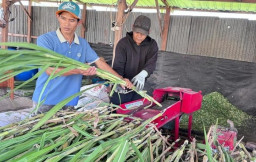 Usaha Jual Rumput Online di Sidoarjo Raup Cuan hingga Berbagai Daerah Nusantara