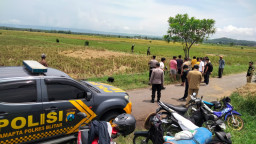 Lansia Meninggal Dunia saat Mencari Batang Padi (Damen) di Sawah