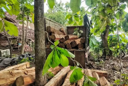 Perhutani dan Polres Madiun Tangkap 3 Penjarah Kayu Jati, Sita Truk dan 55 Batang Kayu Jati Ilegal