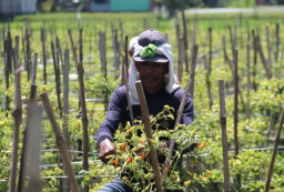 Terdampak Cuaca Ekstrem, Hasil Panen Cabai di Jombang Anjlok 50 Persen