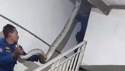 Baca juga : Warga di Pasuruan Was-was, Musim Hujan Picu Ular dan Biawak Masuk Permukiman