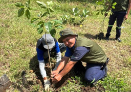 Baca juga : PT RMI Mith phol Tanam Ribuan Jenis Pohon