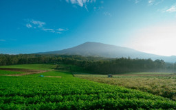 Pesona Destinasi Hutan Pinus Bukit Jengkoang Batu, Surga Tersembunyi Bak Pedesaan Swiss