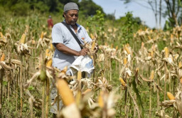 Bulog Madiun Catat Serapan Jagung 1.455 Ton, Capaian Terbanyak di Jatim