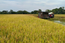 Sejak Awal 2026, Bulog Ponorogo Komitmen Genjot Serapan Gabah - Jagung