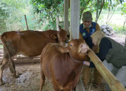 Disnakkan Gencarkan Vaksinasi, Tekan Kenaikan Kasus Wabah PMK di Trenggalek