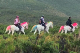 Baca juga : Viral! Sejumlah Kuda di Wisata Bromo Disulap Bak Unicorn Warna-warni, Kena Cibiran Netizen!