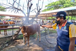 Antisipasi Penyebaran Wabah PMK, Pemkab Madiun Gercep Periksa Kesehatan Ternak