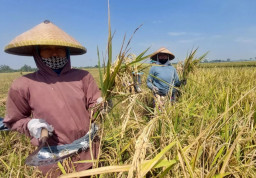 Dinas Pertanian Catat Produksi Beras di Tulungagung 2025 Alami Surplus Puluhan Ribu Ton