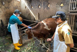 Temukan Dua Kasus PMK, Dispangtan Kota Malang Tegaskan Sudah Ditangani dan Sembuh