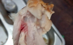 Heboh! Ayam hingga Buah di Menu MBG Jombang Disebut Tak Layak Konsumsi