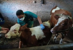 Peternak Malang Diimbau Waspada Risiko Wabah PMK di Musim Hujan yang Tak Tentu