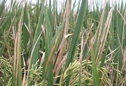 Serangan Kasus Hama Kresek Naik di Awal Musim Tanam, Petani di Jombang Ketar-ketir