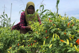 Sempat Melonjak Naik, Harga Cabai Kecil di Kota Probolinggo Turun hingga Rp100 Ribu per Kg