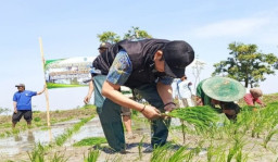 Targetkan LTT di 2026, Pemkab Lamongan Percepat Tanam Padi Pada MT2