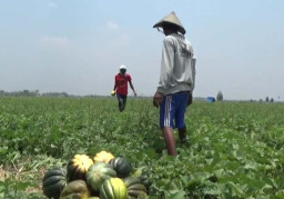 Selama Momentum Bulan Ramadhan, Petani Blewah Lumajang Raup Untung Belasan Juta