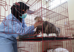 Puskeswan di Surabaya Kebanjiran Penitipan Anabul Jelang Mudik Lebaran 2026