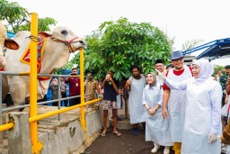 Jatim Siap Gelar Kurban 2026, Gubernur Khofifah Pastikan Stok Ternak Surplus dan Aman