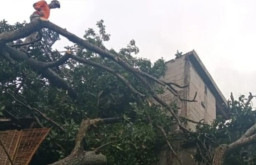 Diterjang Hujan Angin Kencang di Malang, BPBD: 12 Pohon Tumbang hingga 8 Atap Rumah Warga Rusak