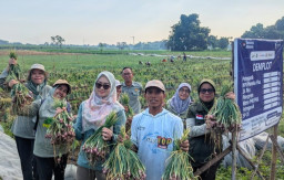 Lewat Demplot Varietas Ronggojalu, Diperta Probolinggo Tingkatkan Produktivitas Bawang Merah hingga 30 Persen