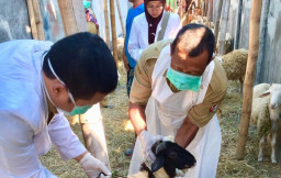 Jelang Idul Adha, Disnakan Bojonegoro Gencarkan Cek Kesehatan Hewan Kurban