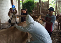 Disnakan Magetan Sediakan Layanan Call Center Pemberian Vaksinasi PMK