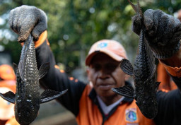 Resahkan Rusak Ekosistem, DLH Surabaya Tegaskan Populasi Ikan Sapu-sapu Masih Terkendali