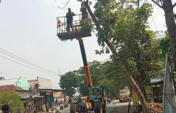 Hujan Angin Kencang, Dinas PUPR Jombang Gencarkan Pemangkasan di Titik Rawan Pohon Tumbang